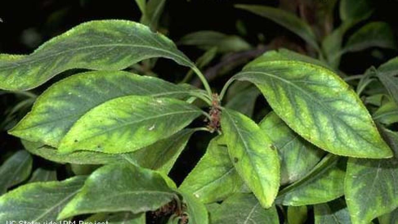 Manganese deficiency symptoms on plum leaves. 