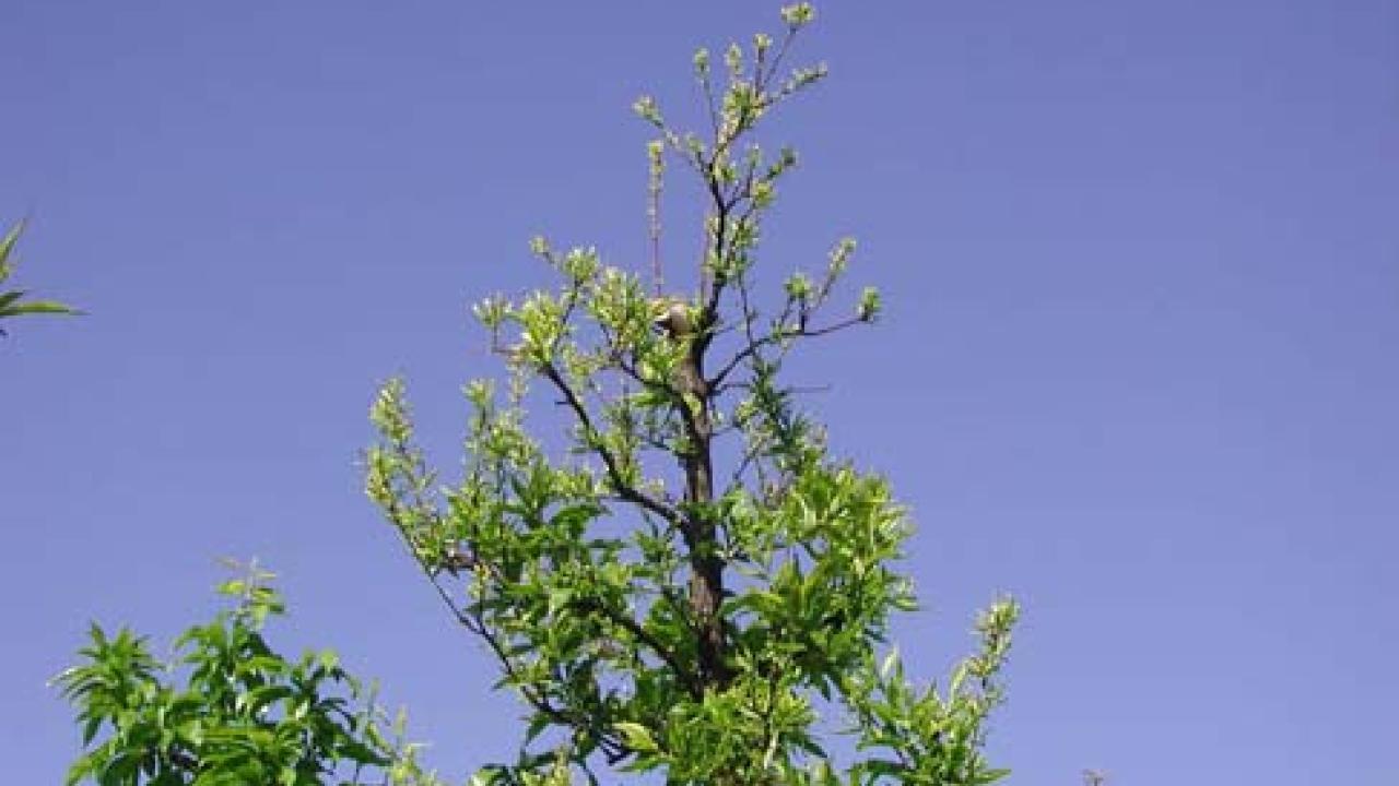 Poor growth in top of plum tree due to zinc deficiency.
