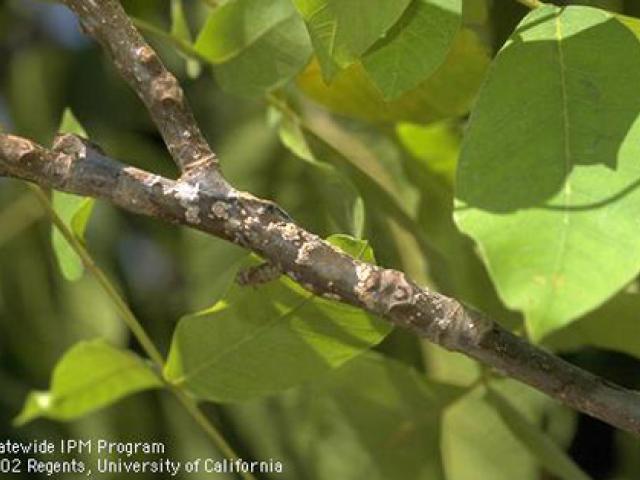 Walnut twig infested w/ walnut scale, Diaspidiotus juglans-regiae. 