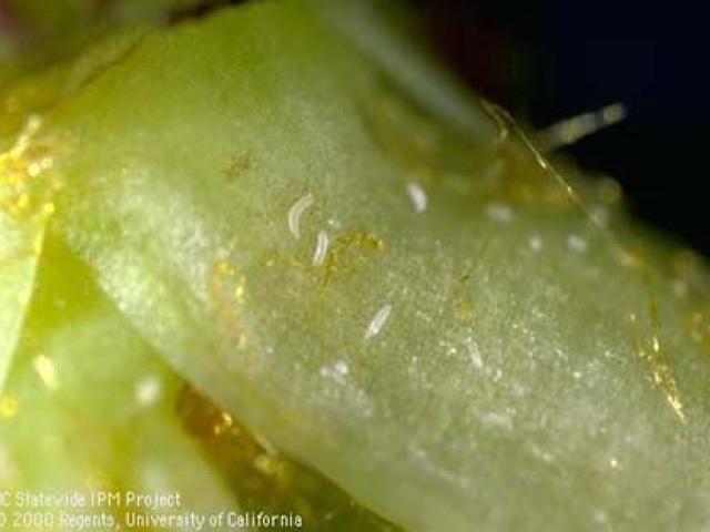 Adult Pear Leaf Blister Mite on pear