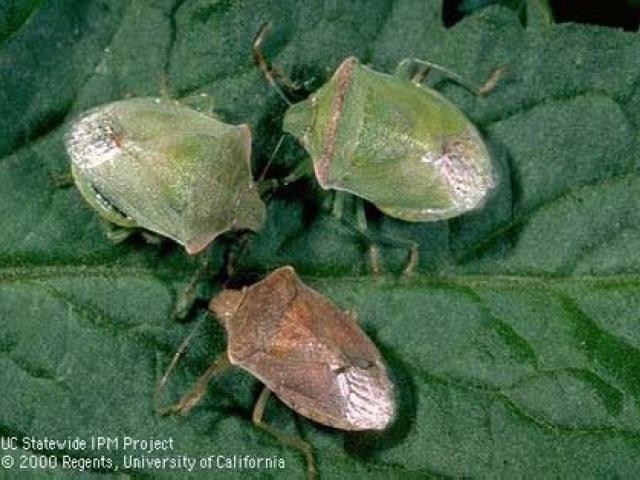 Adult stink bugs: southern green (left), redshouldered, consperse.