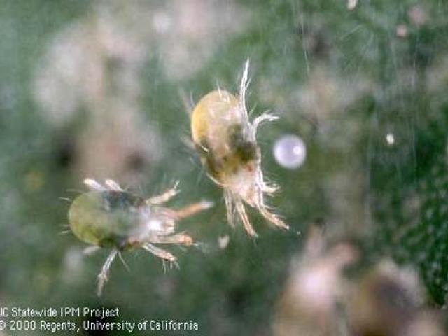 Two-spotted spider mite adults & egg.