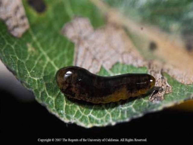 Pear sawfly (or pear slug) larva. 