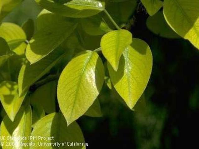 Mild iron deficiency shows as yellowing pear leaves with green veins.
