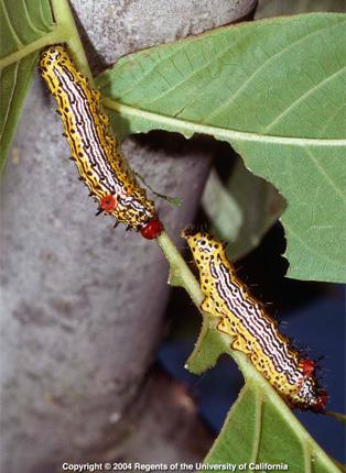 Mature Redhumped Caterpillar Larvae.
