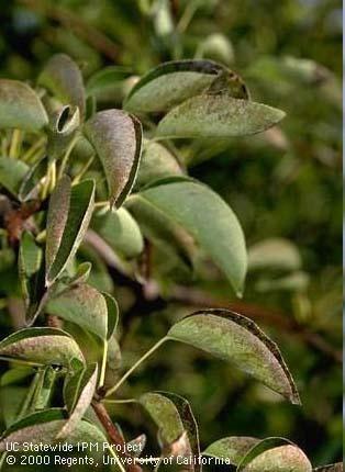 Potassium-deficient pear leaves cup up at edges, gray or bronze margins. 