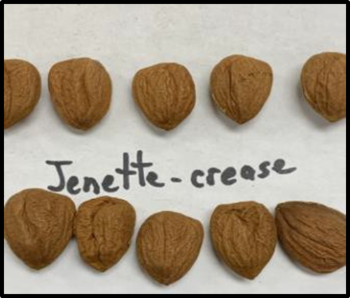 Image of Jenette-crease almonds