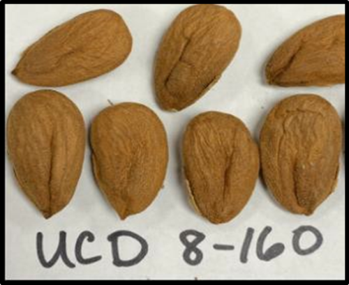 Image of UCD 8-160 almonds