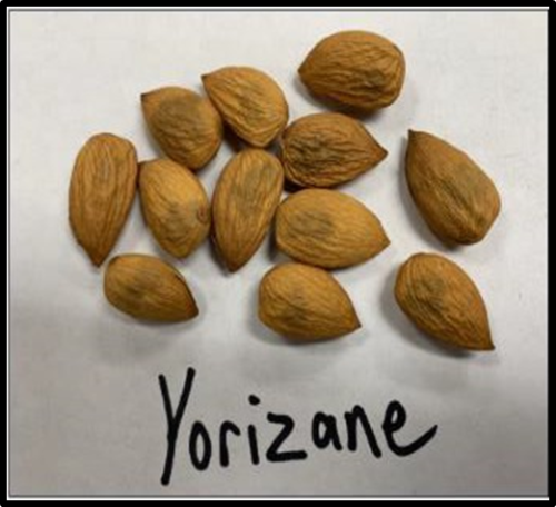 Image of Yorizane almonds