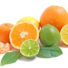 Various citrus fruits including oranges, limes, and lemons.