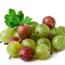 Gooseberries in a pile with leaves.