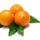 Three oranges neatly placed on leaves.