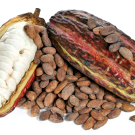 Cacao beans sprinkled on top of a split cacao pod.