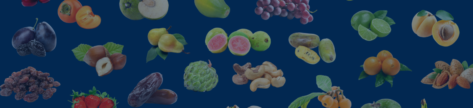 Fruit stock images