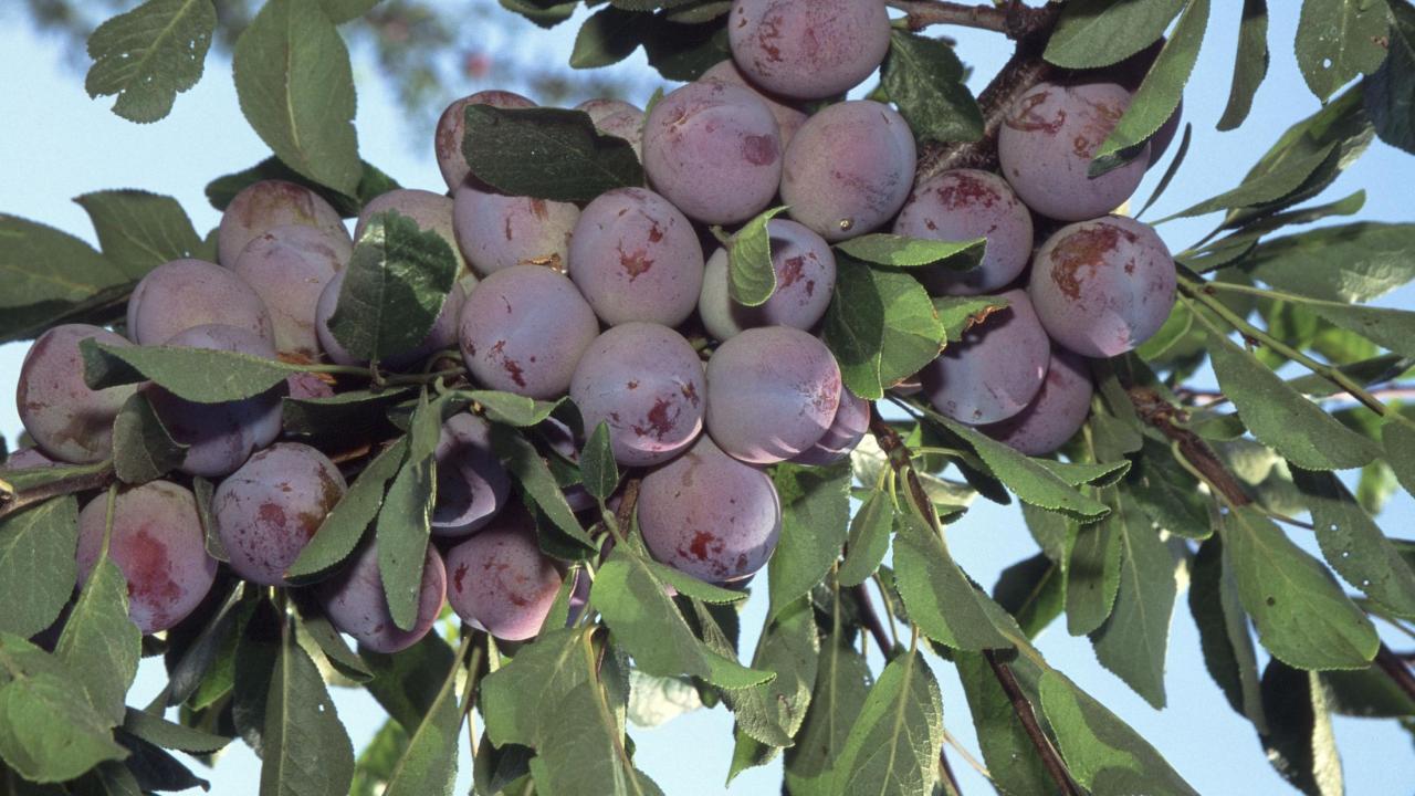 plums